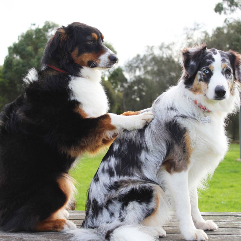 A dog with his paw on another dog's back